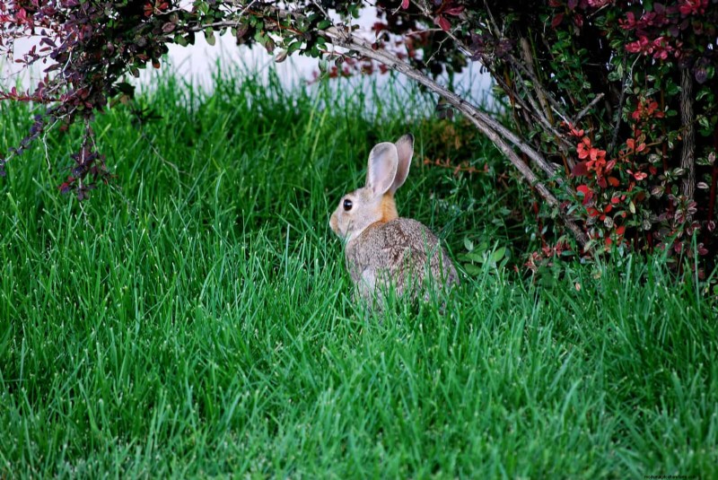 Water-Wise Landscaping: 21 Ideas for Low-Maintenance & Eco-Friendly Yards