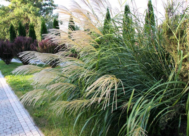 Wildlife-Friendly Meadow Garden Ideas: 25 Designs for a Low-Maintenance Oasis