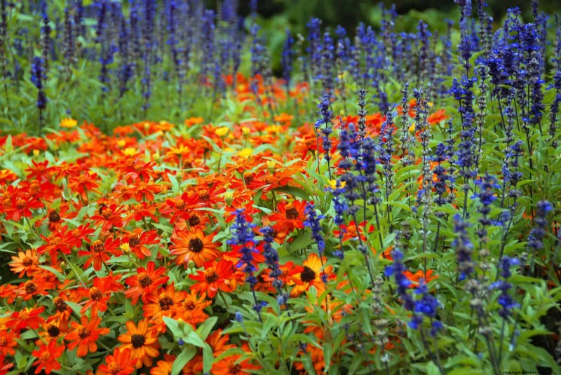 Wildlife-Friendly Meadow Garden Ideas: 25 Designs for a Low-Maintenance Oasis