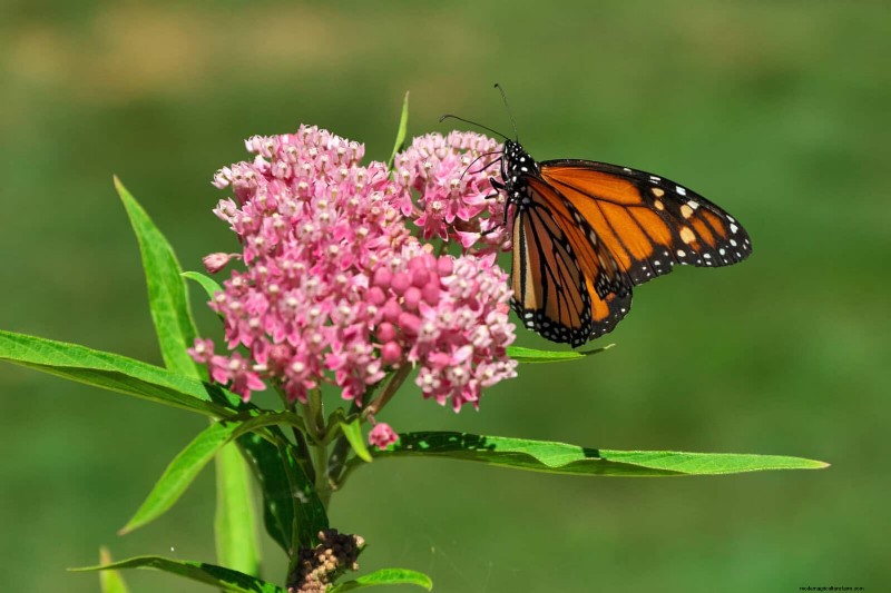 Wildlife-Friendly Meadow Garden Ideas: 25 Designs for a Low-Maintenance Oasis