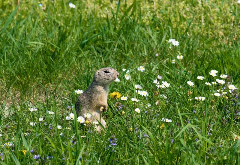 Wildlife-Friendly Meadow Garden Ideas: 25 Designs for a Low-Maintenance Oasis