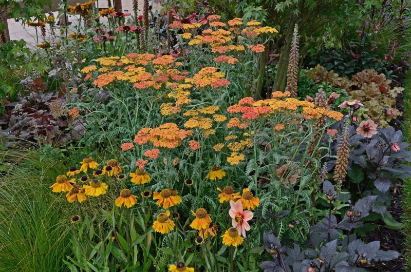 Wildlife-Friendly Meadow Garden Ideas: 25 Designs for a Low-Maintenance Oasis