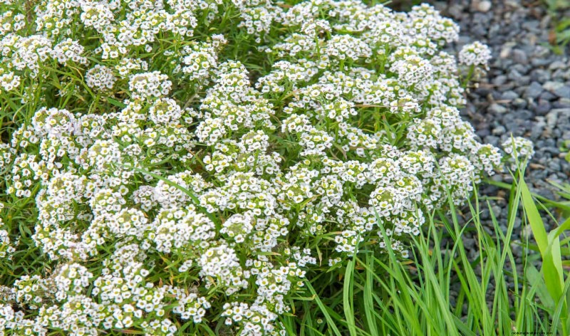 Wildlife-Friendly Meadow Garden Ideas: 25 Designs for a Low-Maintenance Oasis