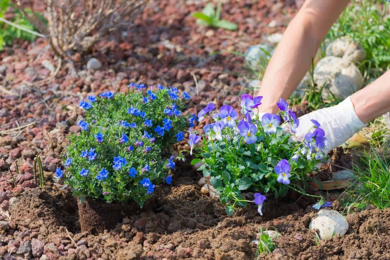 Wildlife-Friendly Meadow Garden Ideas: 25 Designs for a Low-Maintenance Oasis