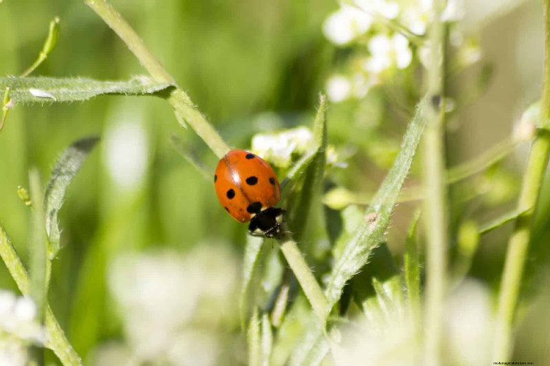 Wildlife-Friendly Meadow Garden Ideas: 25 Designs for a Low-Maintenance Oasis
