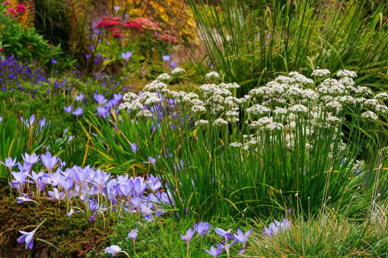 Wildlife-Friendly Meadow Garden Ideas: 25 Designs for a Low-Maintenance Oasis