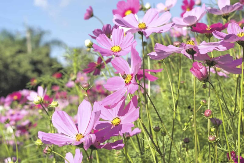 Wildlife-Friendly Meadow Garden Ideas: 25 Designs for a Low-Maintenance Oasis