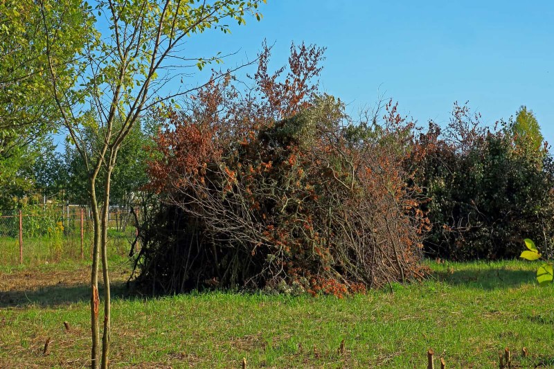 Wildlife-Friendly Meadow Garden Ideas: 25 Designs for a Low-Maintenance Oasis