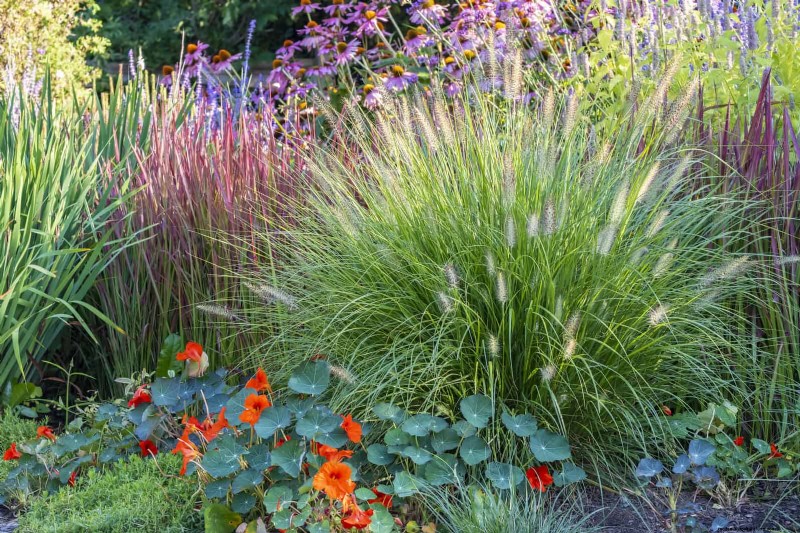 Wildlife-Friendly Meadow Garden Ideas: 25 Designs for a Low-Maintenance Oasis