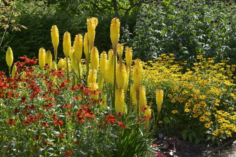 Wildlife-Friendly Meadow Garden Ideas: 25 Designs for a Low-Maintenance Oasis