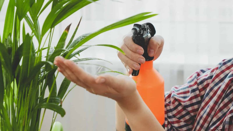 25 Common Houseplant Myths That Are Killing Your Plants