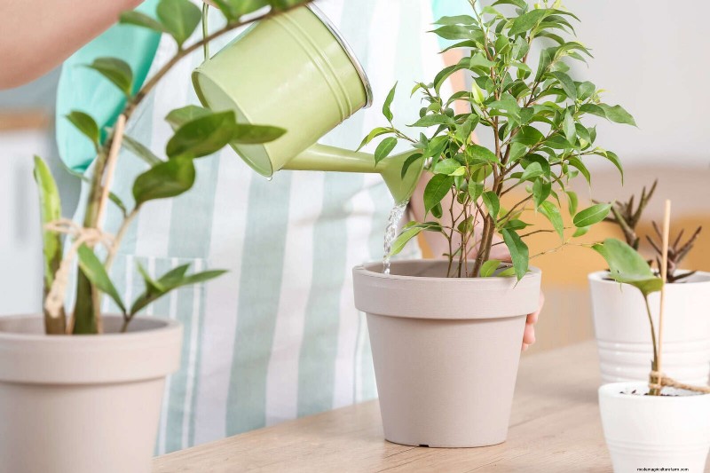 25 Common Houseplant Myths That Are Killing Your Plants
