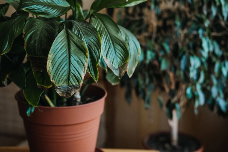25 Common Houseplant Myths That Are Killing Your Plants