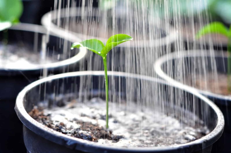 25 Common Houseplant Myths That Are Killing Your Plants
