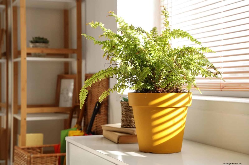 25 Common Houseplant Myths That Are Killing Your Plants