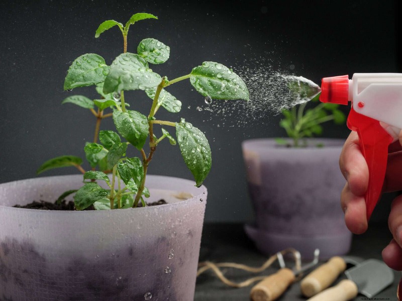 25 Common Houseplant Myths That Are Killing Your Plants
