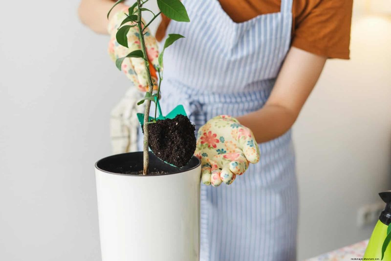 25 Common Houseplant Myths That Are Killing Your Plants