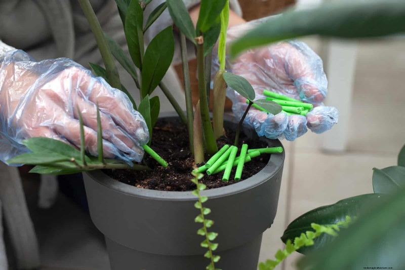 25 Common Houseplant Myths That Are Killing Your Plants