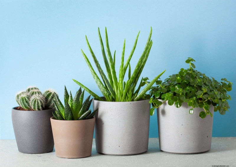 25 Common Houseplant Myths That Are Killing Your Plants