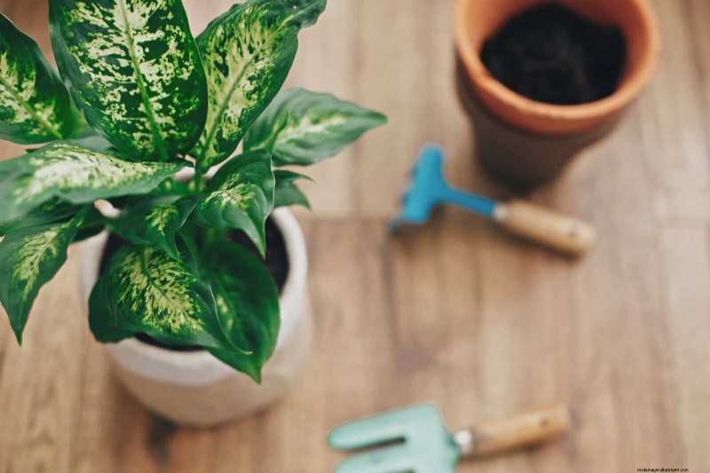 25 Common Houseplant Myths That Are Killing Your Plants