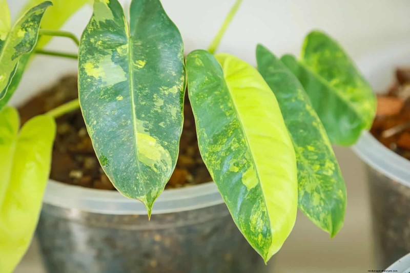 25 Common Houseplant Myths That Are Killing Your Plants