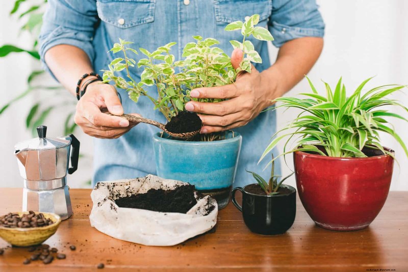 25 Common Houseplant Myths That Are Killing Your Plants