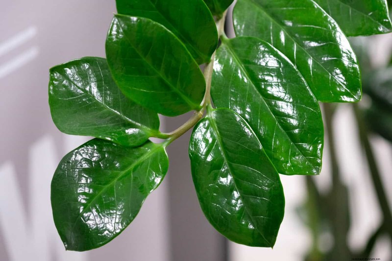 25 Common Houseplant Myths That Are Killing Your Plants