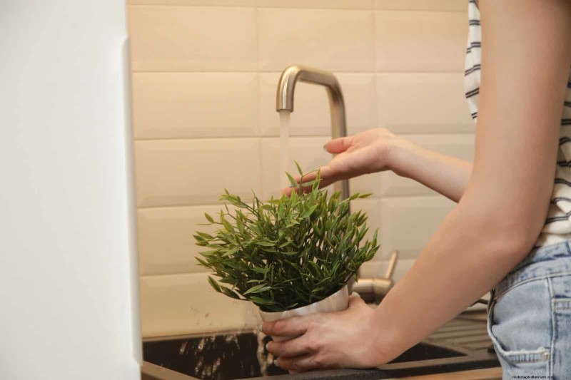 25 Common Houseplant Myths That Are Killing Your Plants