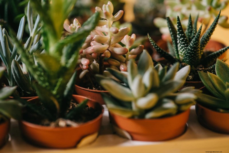 25 Common Houseplant Myths That Are Killing Your Plants