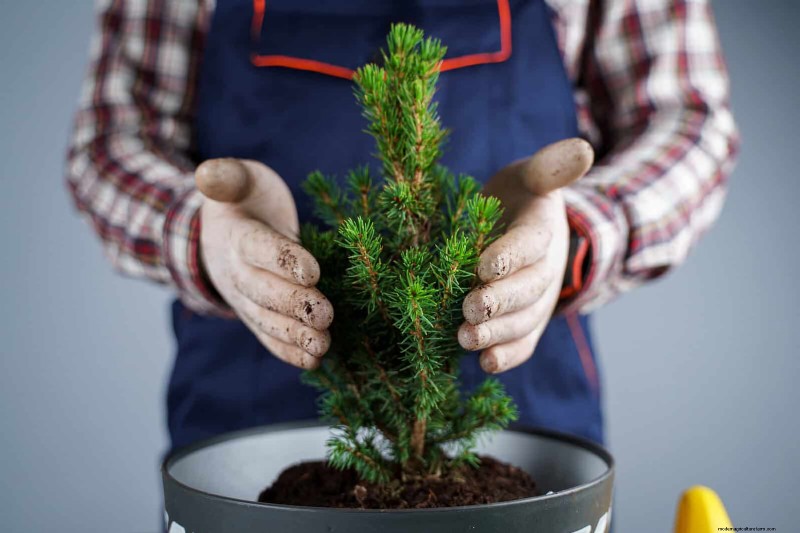 25 Common Houseplant Myths That Are Killing Your Plants