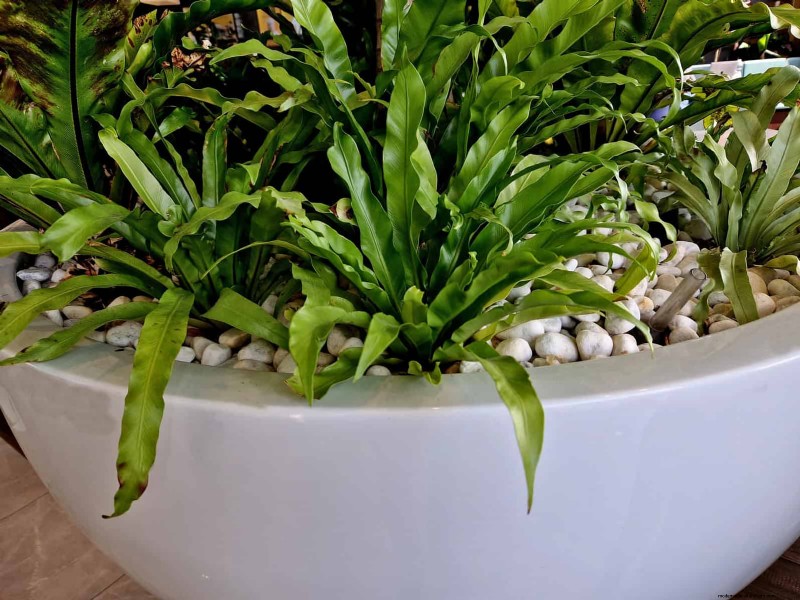 25 Common Houseplant Myths That Are Killing Your Plants