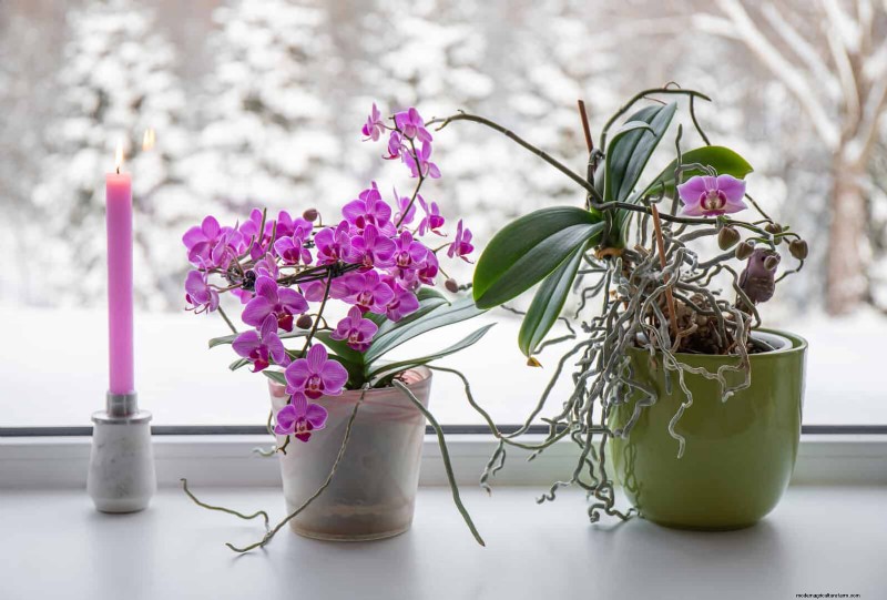 25 Common Houseplant Myths That Are Killing Your Plants