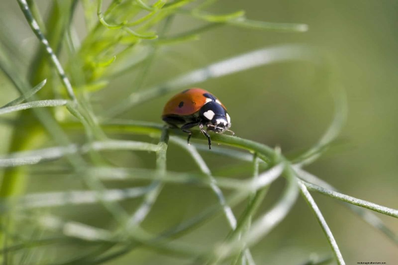 25 Common Houseplant Myths That Are Killing Your Plants