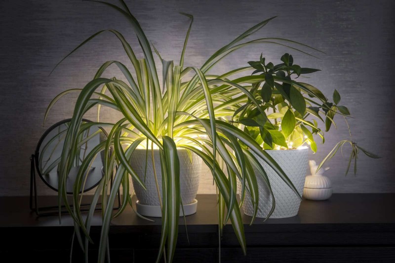 25 Common Houseplant Myths That Are Killing Your Plants