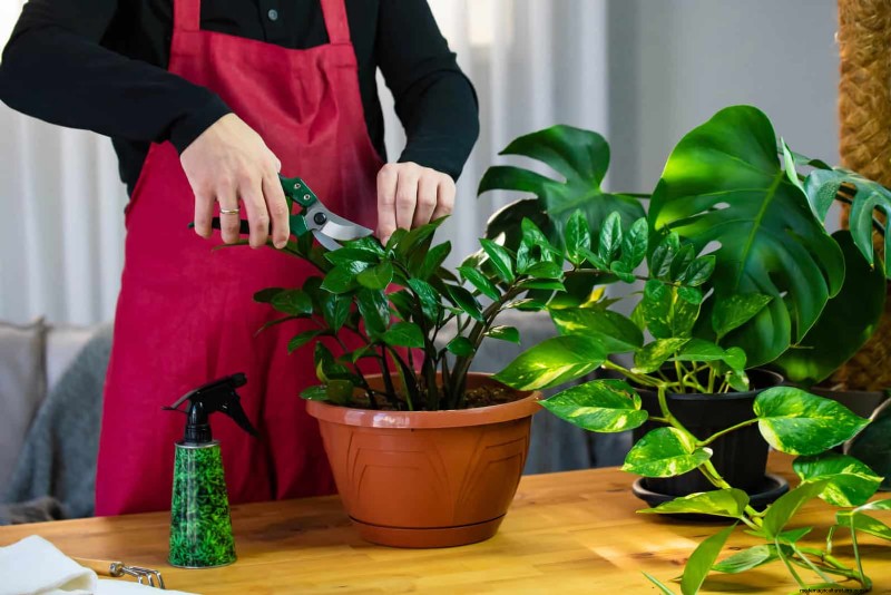 25 Common Houseplant Myths That Are Killing Your Plants
