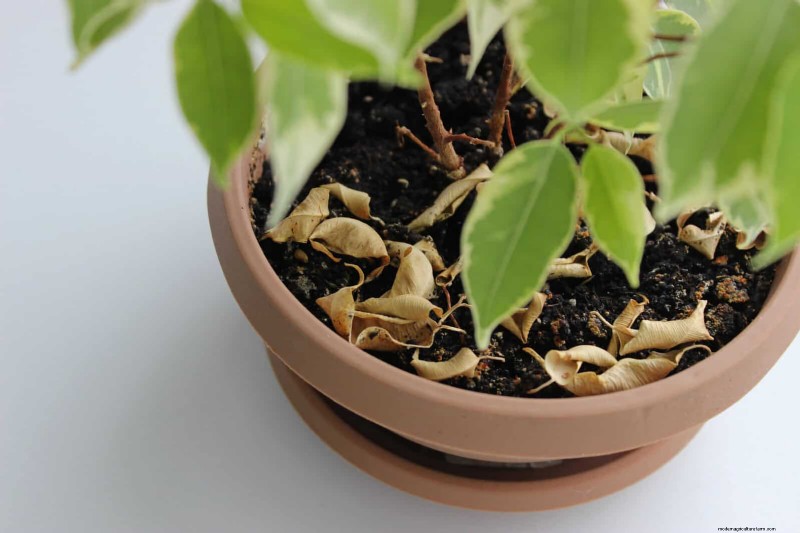 25 Common Houseplant Myths That Are Killing Your Plants