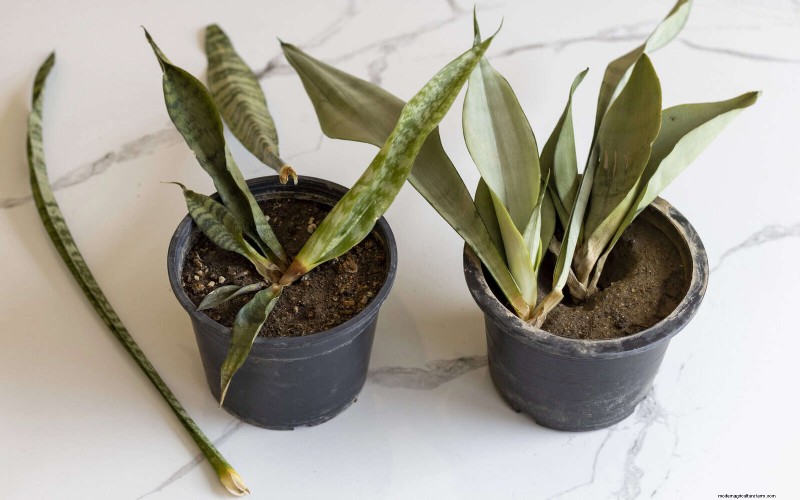 25 Common Houseplant Myths That Are Killing Your Plants