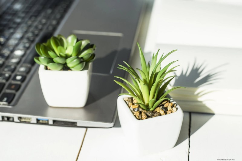 25 Common Houseplant Myths That Are Killing Your Plants