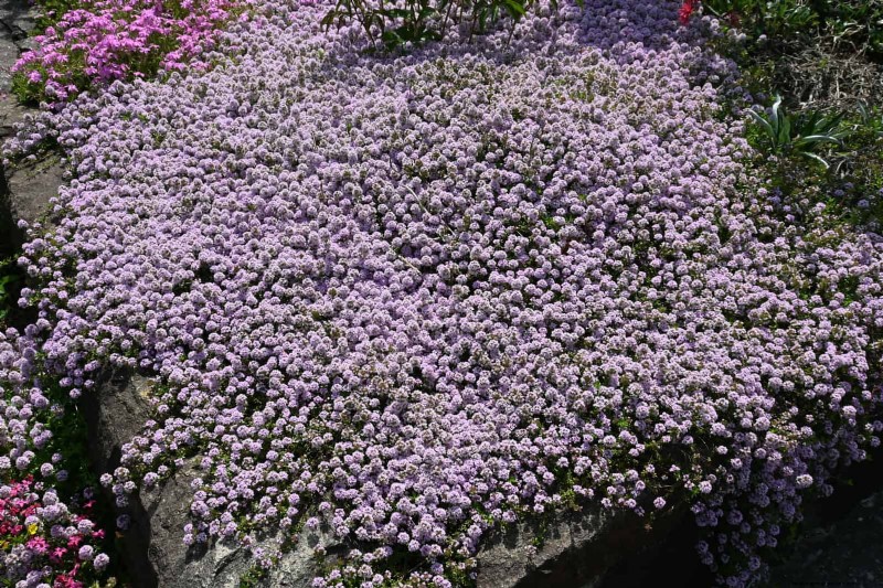 Boost Curb Appeal: A Simple Front Yard Planting Guide