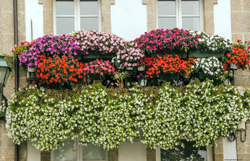 Boost Curb Appeal: A Simple Front Yard Planting Guide