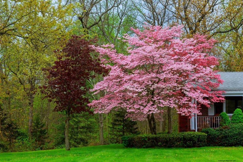 Boost Curb Appeal: A Simple Front Yard Planting Guide