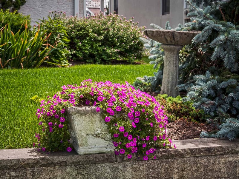 Boost Curb Appeal: A Simple Front Yard Planting Guide
