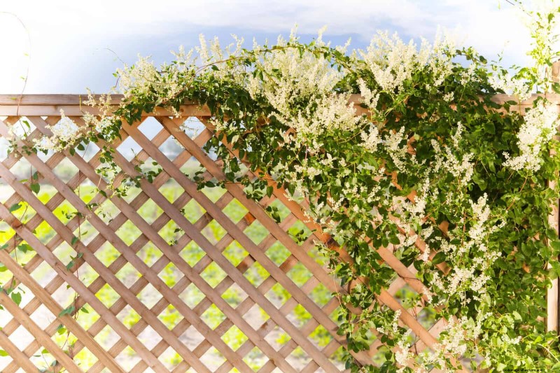 Backyard Privacy: 30 Ideas for a Tranquil Outdoor Space
