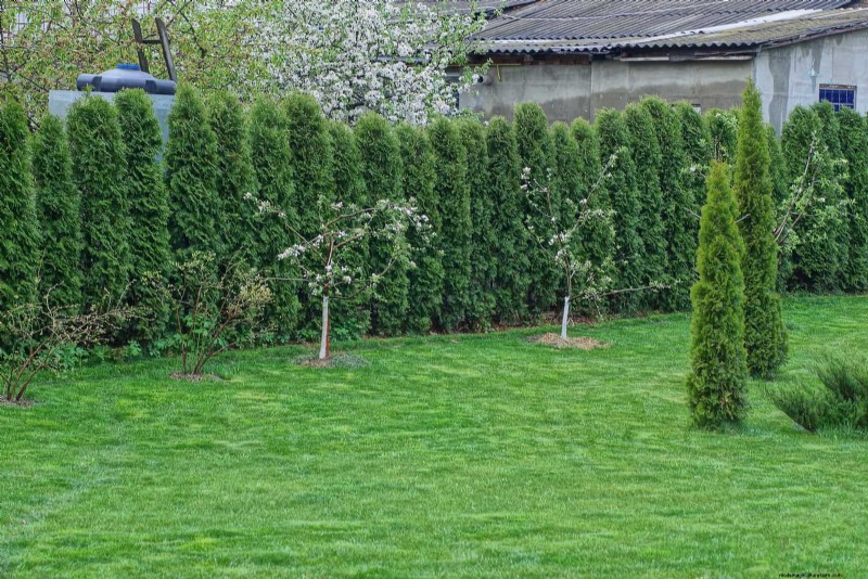 Backyard Privacy: 30 Ideas for a Tranquil Outdoor Space