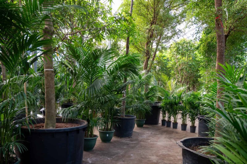 Backyard Privacy: 30 Ideas for a Tranquil Outdoor Space