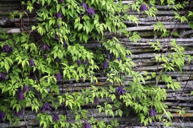 Backyard Privacy: 30 Ideas for a Tranquil Outdoor Space