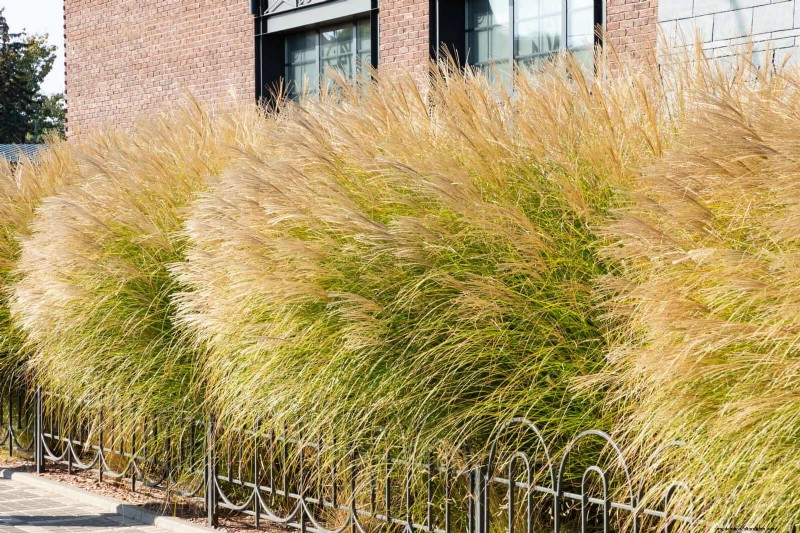Backyard Privacy: 30 Ideas for a Tranquil Outdoor Space