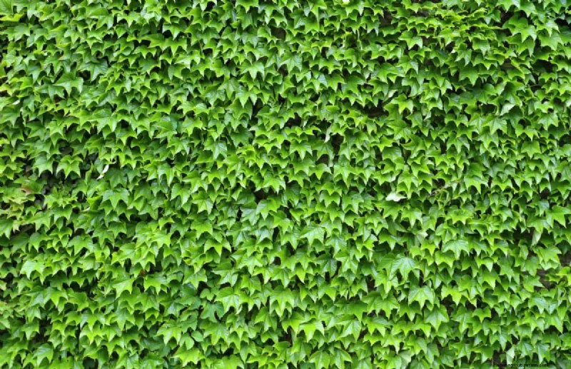 Backyard Privacy: 30 Ideas for a Tranquil Outdoor Space