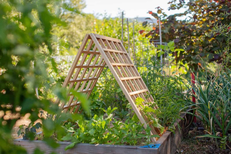 Backyard Privacy: 30 Ideas for a Tranquil Outdoor Space