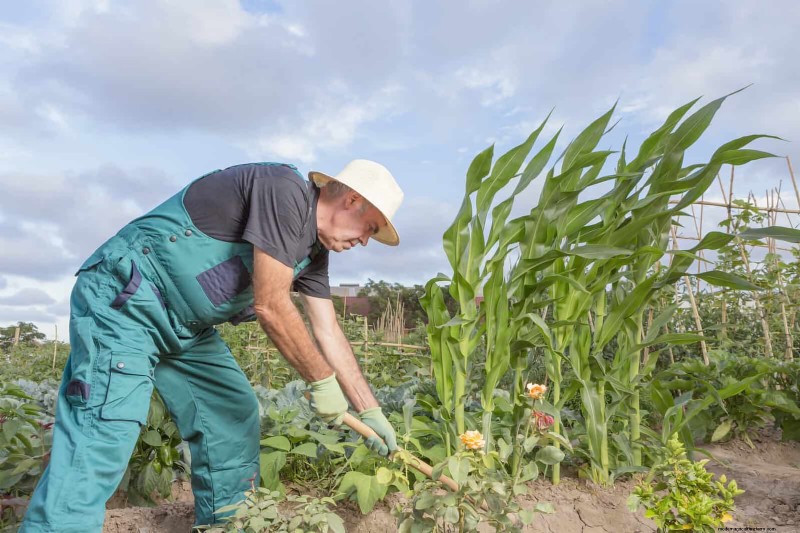 Companion Planting Mistakes: Troubleshooting & Solutions for a Thriving Garden